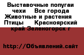 Выставочные попугаи чехи  - Все города Животные и растения » Птицы   . Красноярский край,Зеленогорск г.